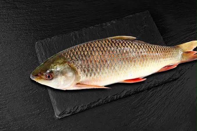 Rahu Fish