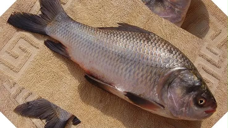 Katla Fish